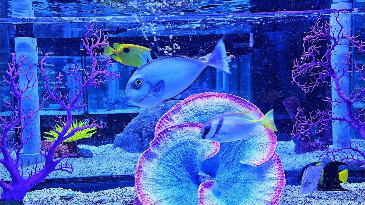 🐟Saltwater Fish Tank🐟