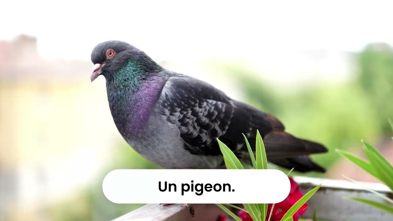 Blind test sur les animaux
