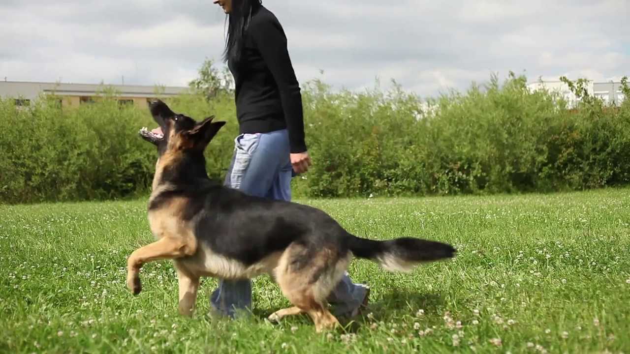Lexus (Ares Slovraj) 17 months - the german shepherd tricks