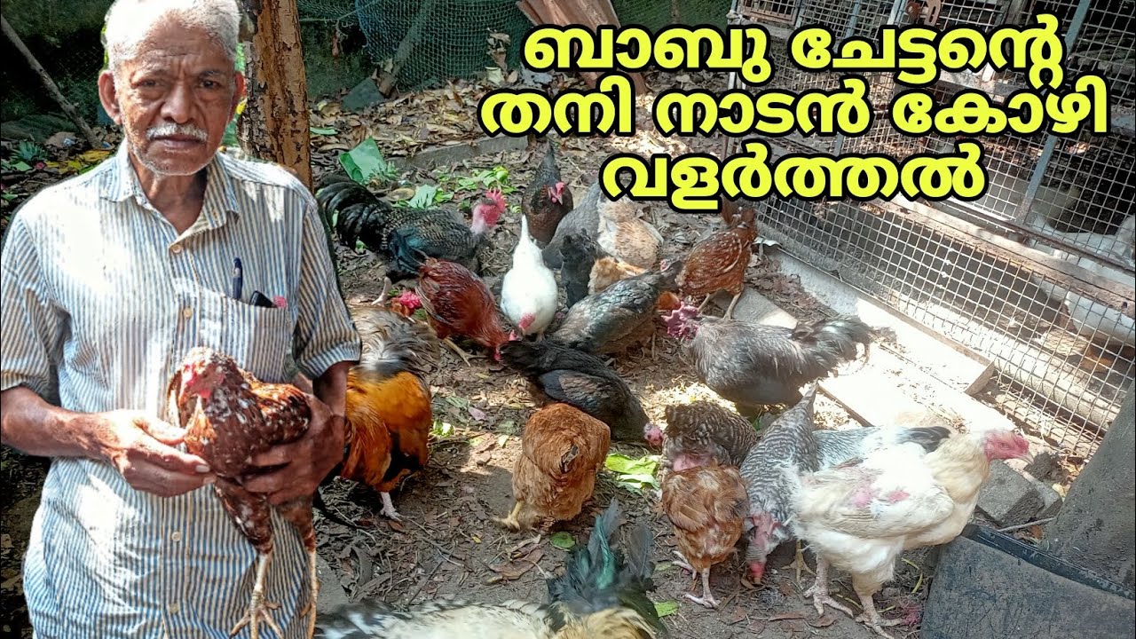 ബാബു ചേട്ടന്റെ ഒറിജിനൽ തനി നാടൻ കോഴിവളത്തൽ #nadankozhi #kozhivalarthal #desimurghi #kozhifarm