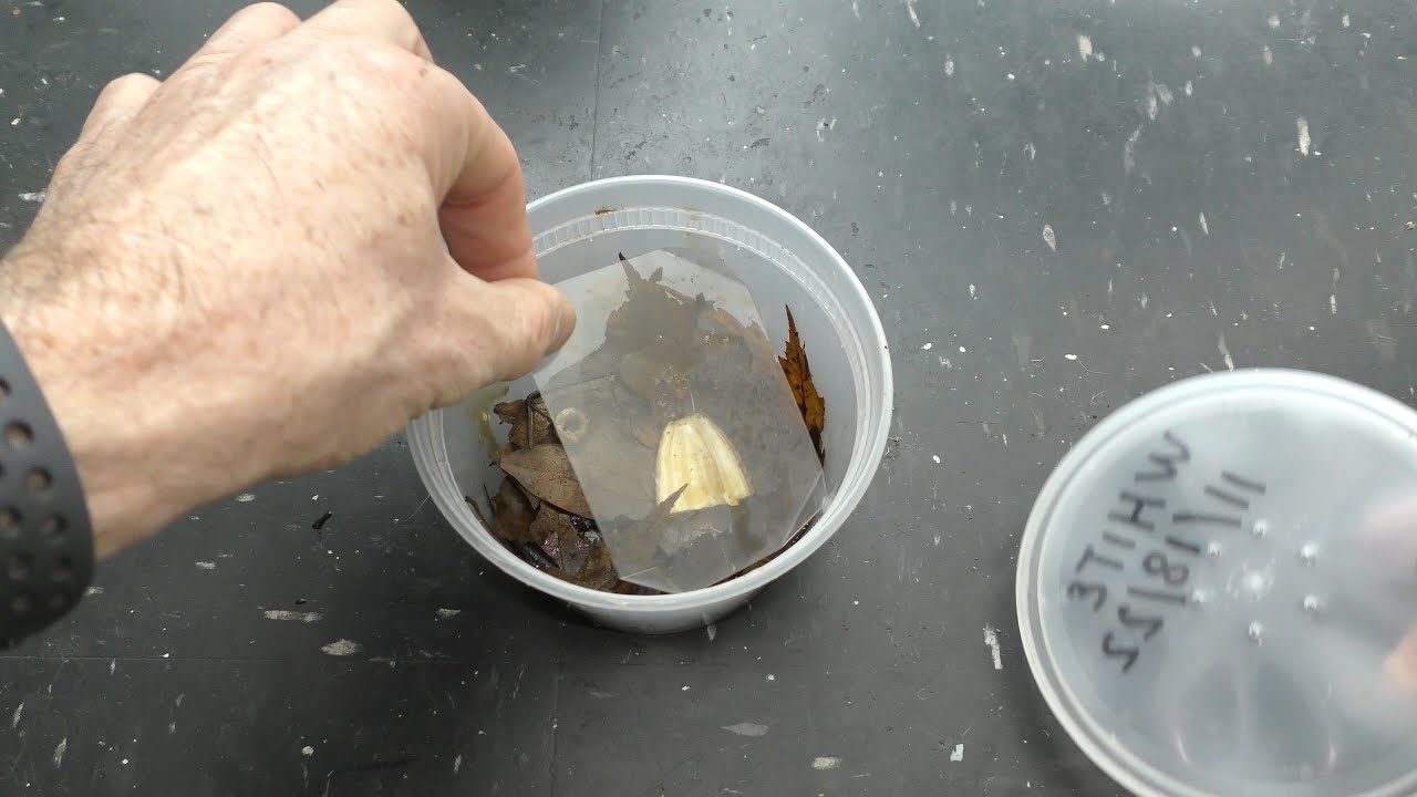 Culture White Worms for Feeding Fish