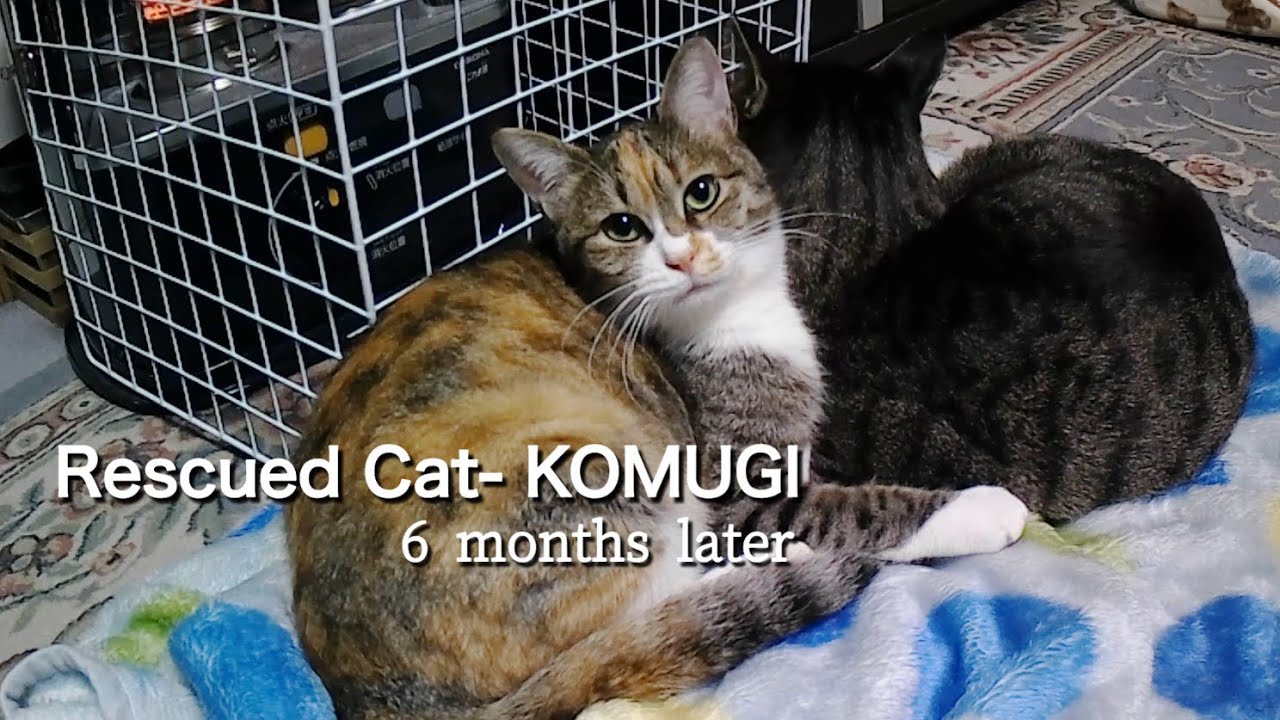 【保護猫 】“コムギ “ ６ヶ月が経過しました🐈 時には “バトル”も…  #可愛い猫  #猫と暮らす