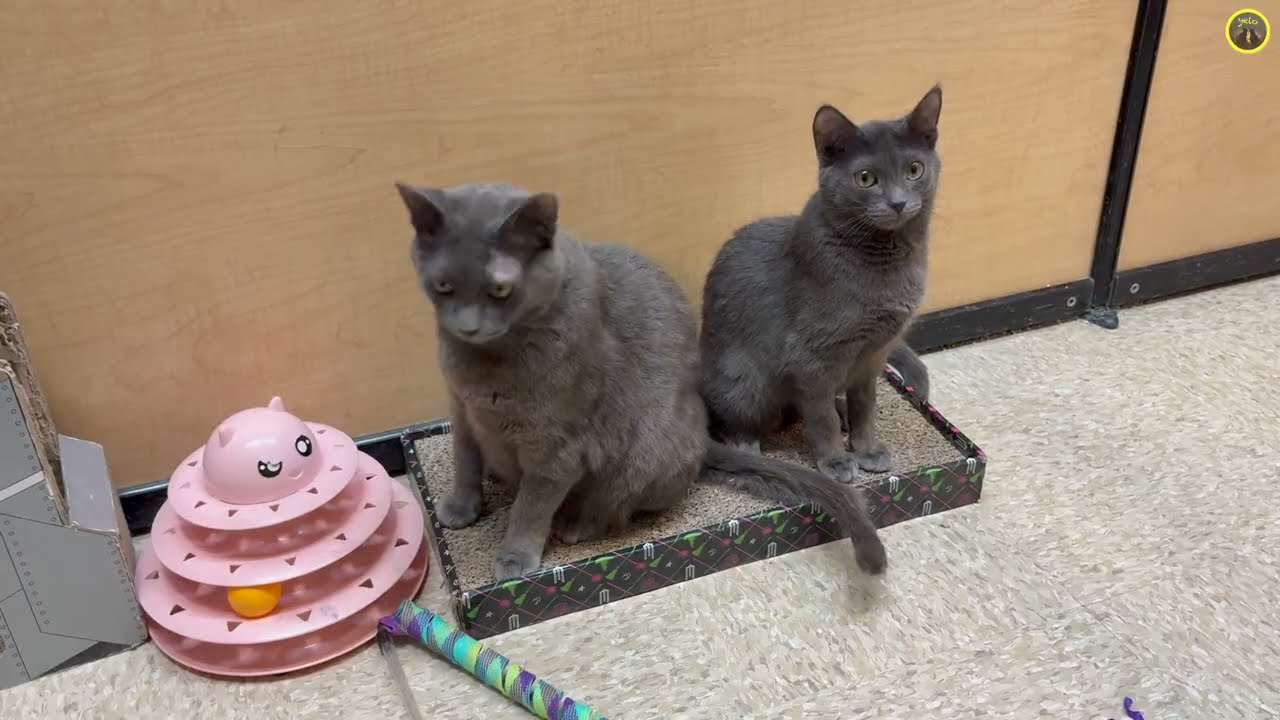 Meet Socks & Ruby | Two Sweet Grey Cats Waiting for Adoption (2026 February 12)