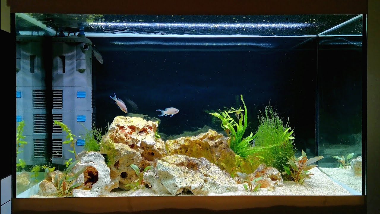 PLANTED TANGANYIKAN AQUASCAPE | Breeding Brichardi Cichlids | 6 MONTH UPDATE