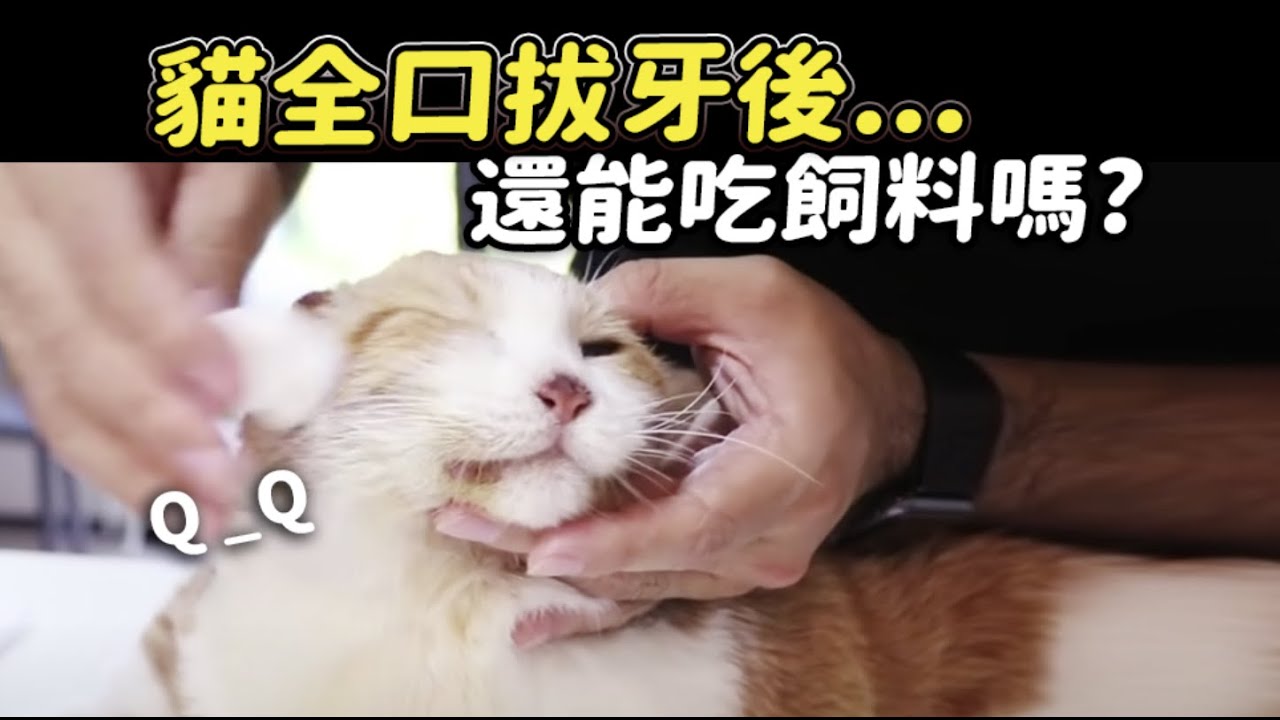 【貓全口拔牙後…還能吃飼料嗎？】志銘與狸貓