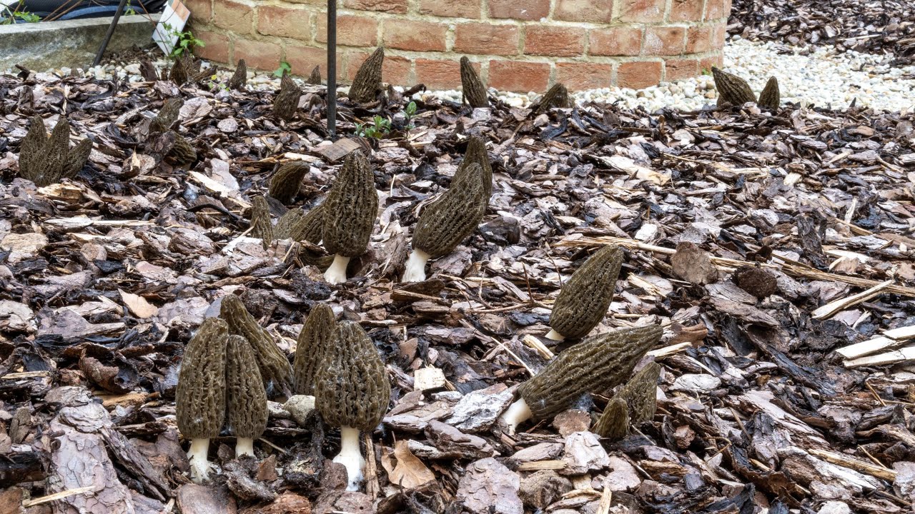 2024 | Spugnole nel giardino!
