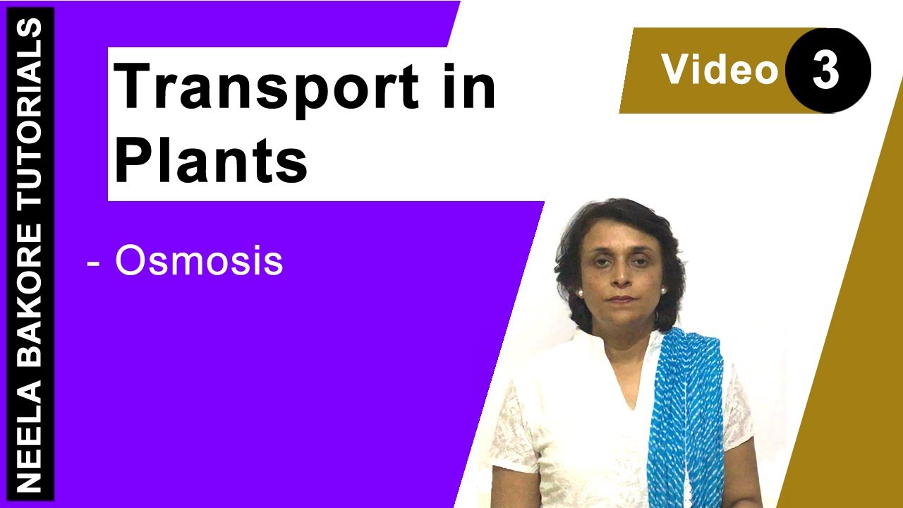 Transport in Plants | NEET | Osmosis | Neela Bakore Tutorials