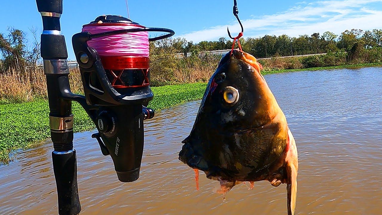 This Lagoon Has Man Sized Fish!! (Surprise Catch)