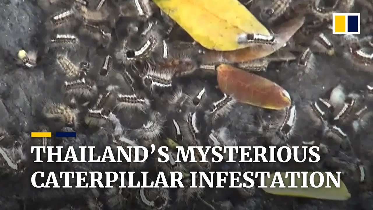 Thailand's mysterious caterpillar infestation