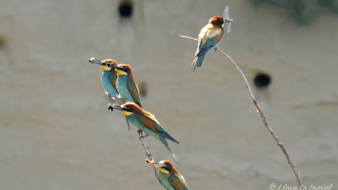 Bee-Eaters of Sandberg