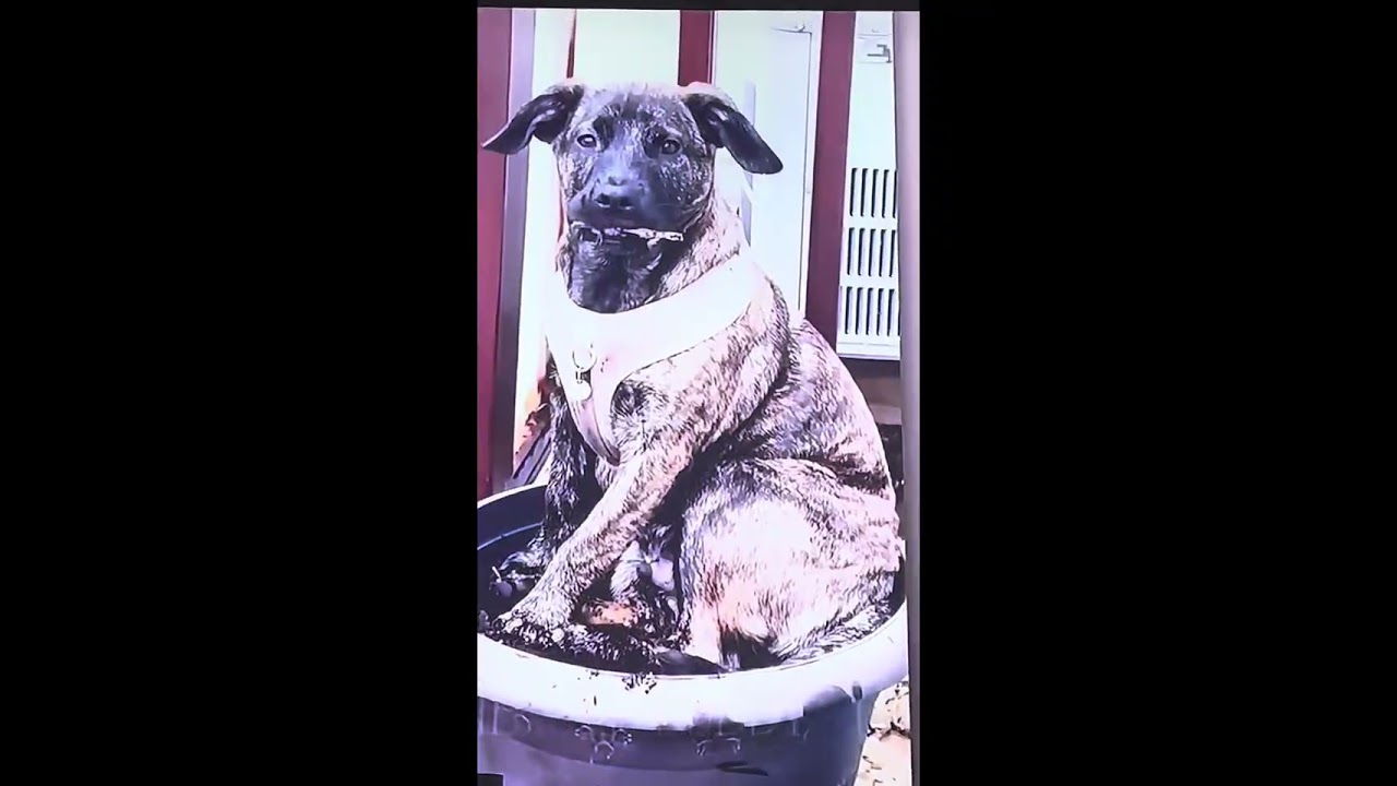 Funny dogs pt 2😄