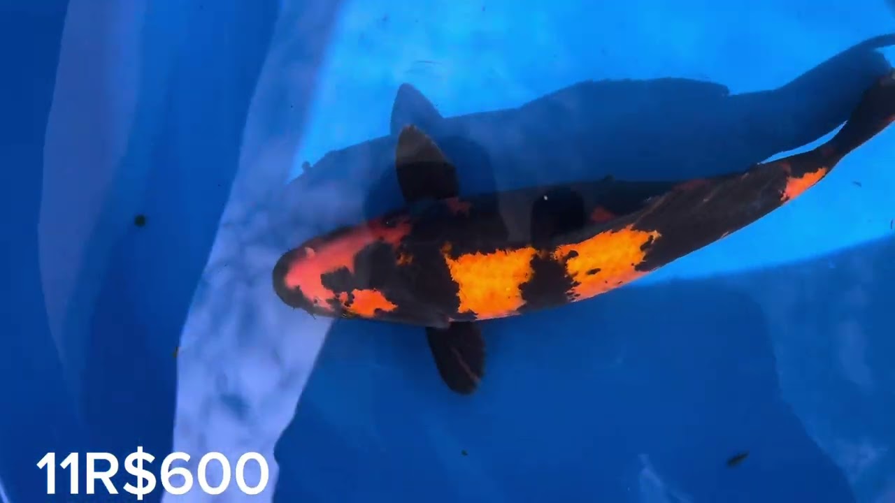 Sequei mais um tanque, muito peixe bonito #carpa #koifish #nishikigoi