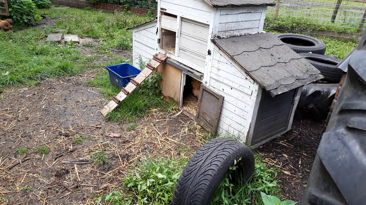 De Orpington Buff , een prachtige kip....bij mylitlefarm