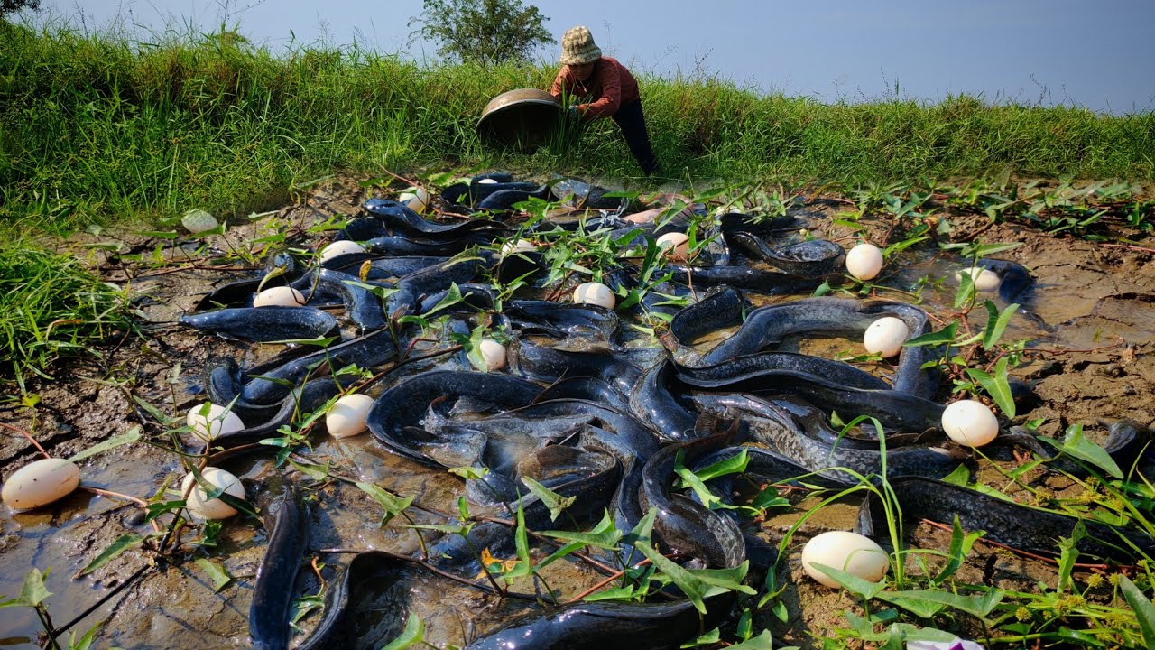 OMG amazing fishing! catch fish a lots in the grass at rice field near the village 