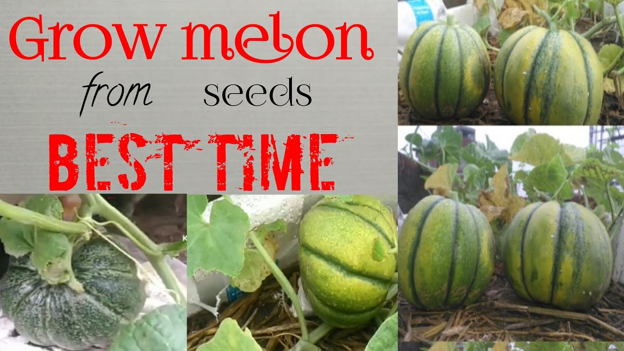 How to grow muskmelon (kharbooza) in pot/grow melon from seeds/kharbooza kaise ugaye ghar mein/Urdu