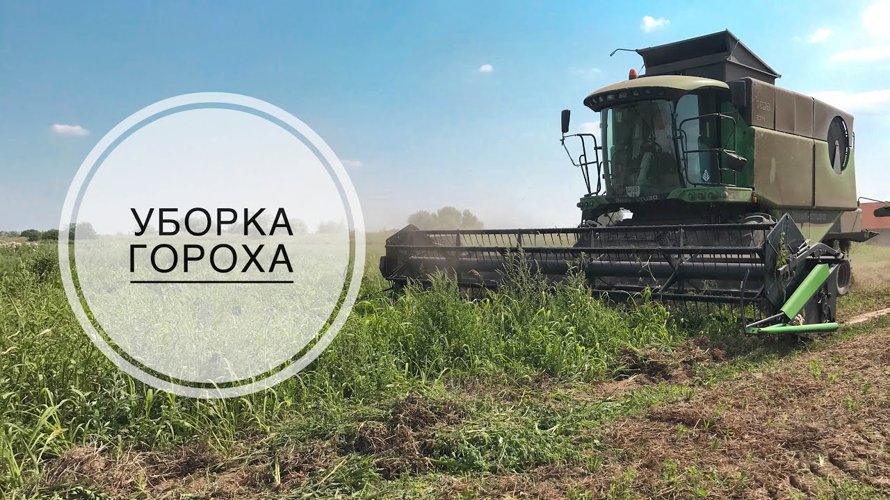 ТАКОГО ЕЩЁ НЕ БЫЛО | ТЯЖЕЛАЯ УБОРКА ЗИМУЮЩЕГО ГОРОХА 2021