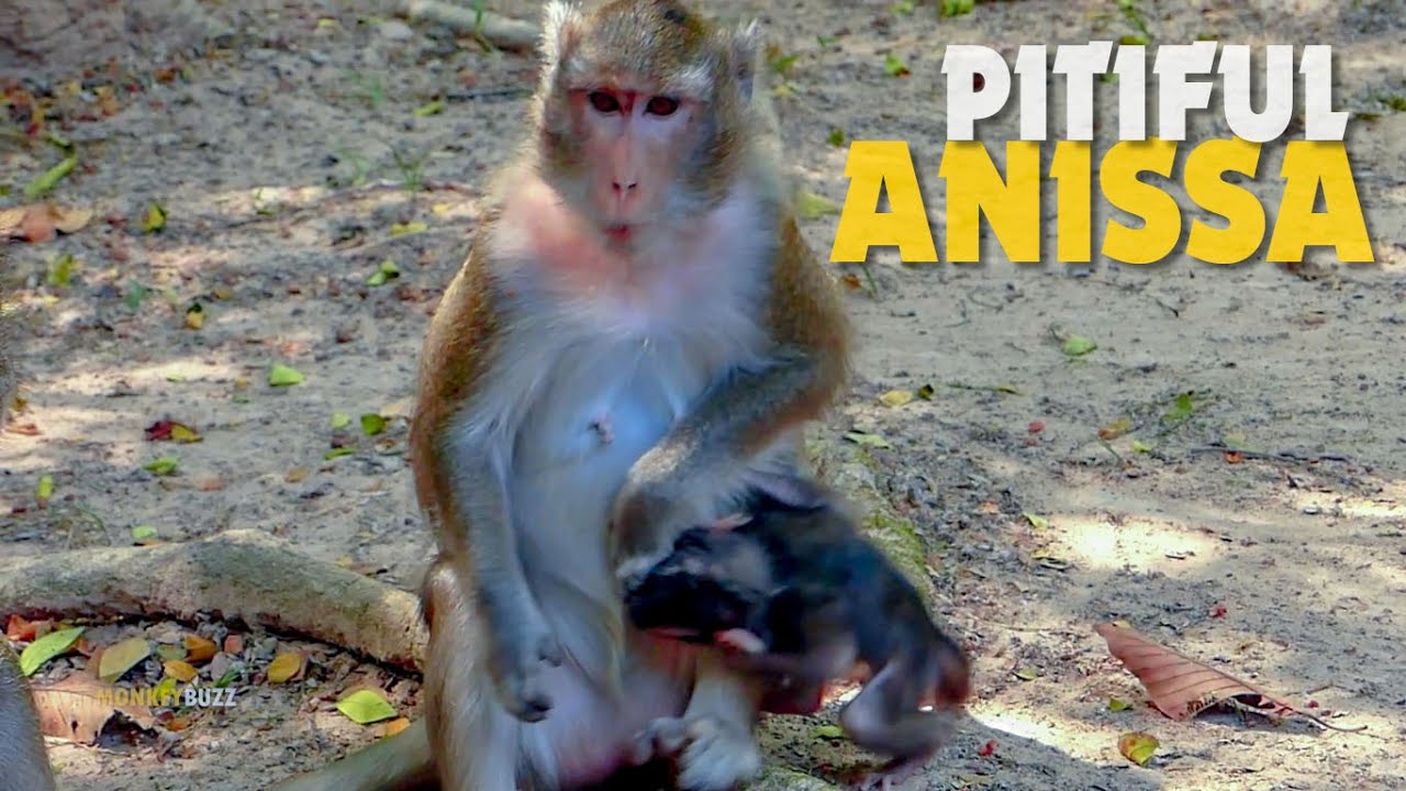 Did Anna Got Depression? Why Anna Mistreat Baby Monkey Anissa So Bad Like This?