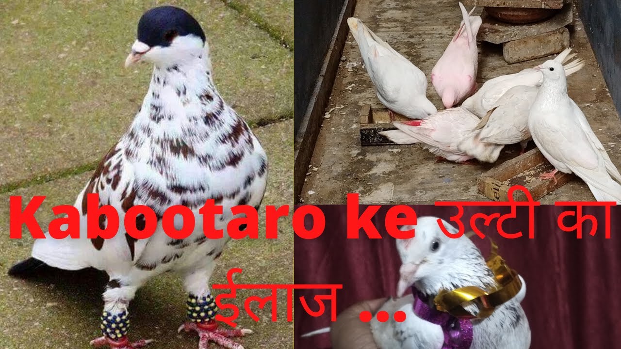 kabutar ke ulti ka रामबाण ईलाज | Kabootaro का उल्टी कैसे बंद करें | Benefits of Power Gel | Pigeon