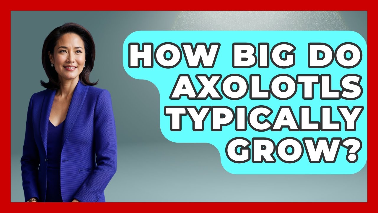 How Big Do Axolotls Typically Grow? - Reptilian Wonders