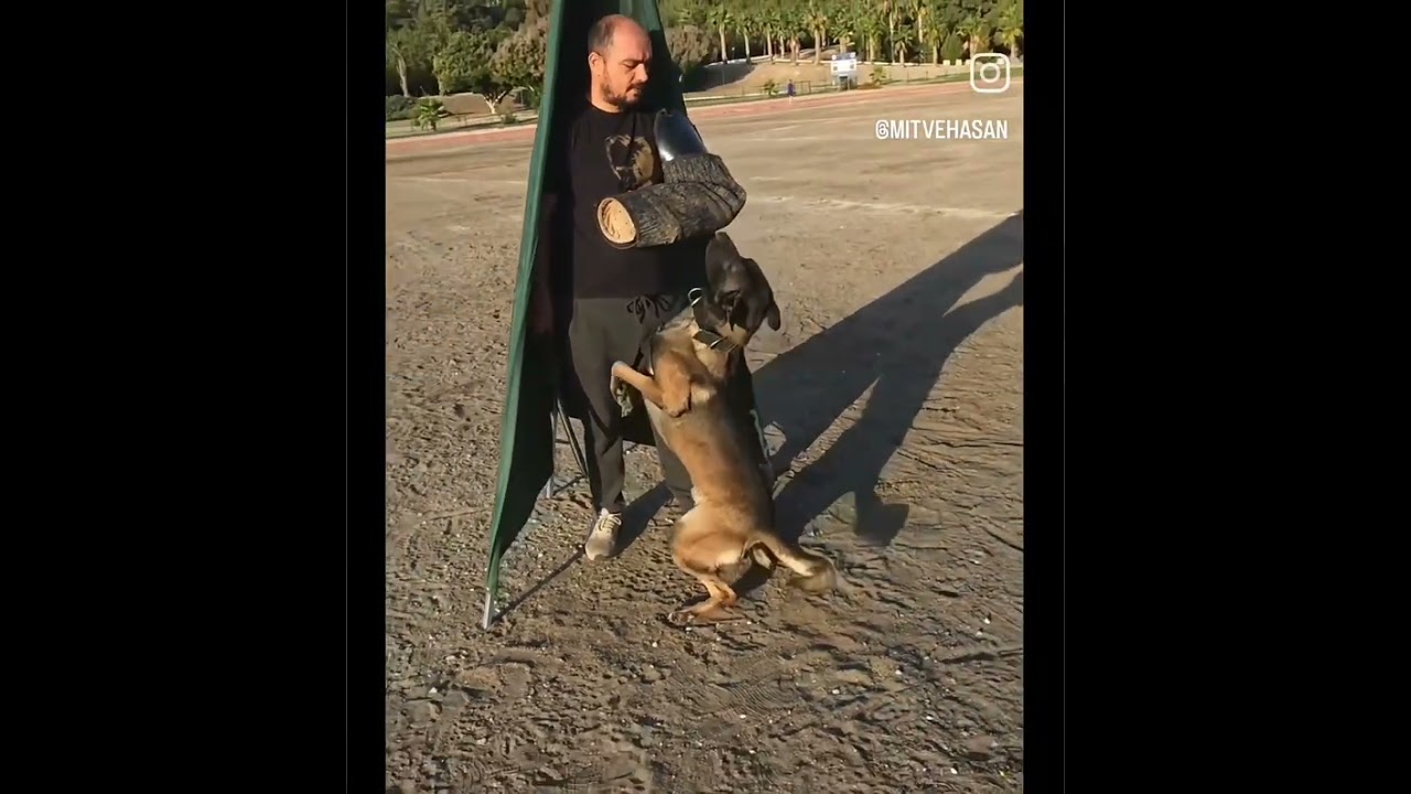 Igp malinois