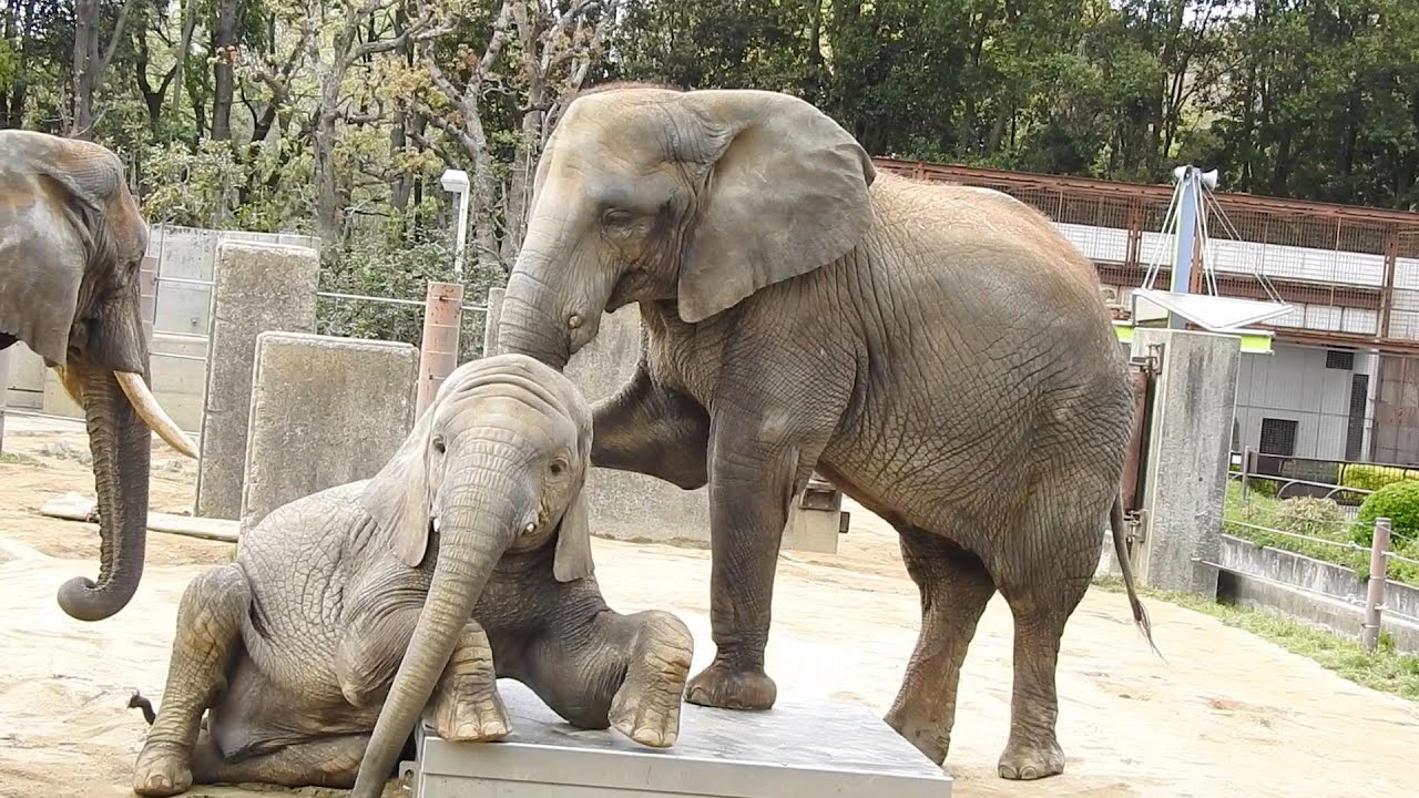 【神回】媛ちゃんにべったり甘える砥愛ちゃん。とべ動物園にて。