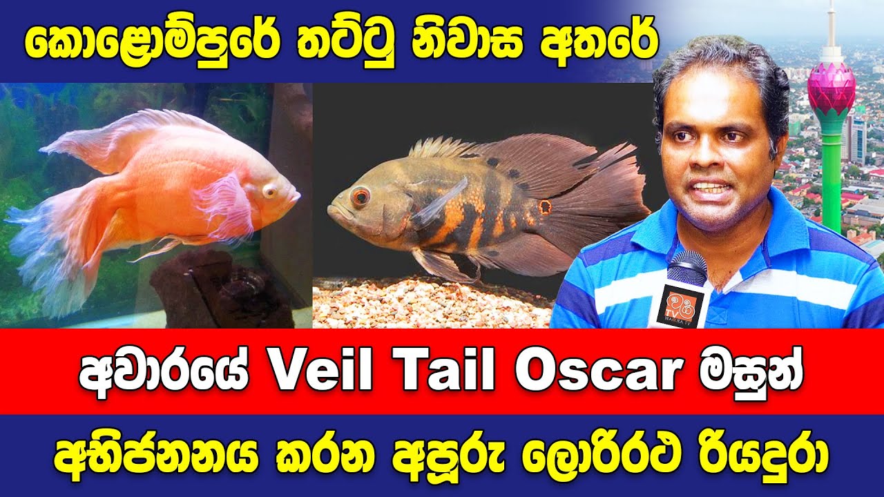 Veil Tail Oscar Fish Breeding Ultimate Guide in Sinhala - වේල්ටේල් ඔස්කා මසුන් අභිජනනය