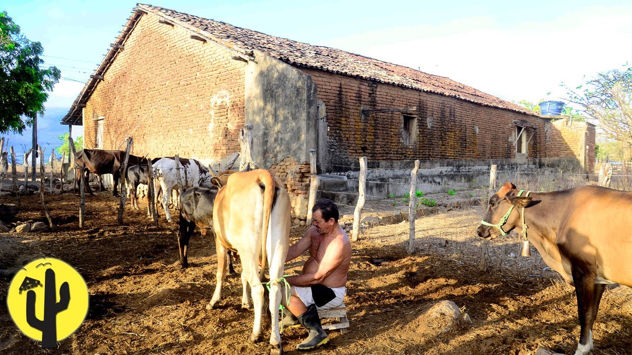 [VIDA NA ROÇA] Antonio tira o Leite das Vacas e Nega Alimenta as Galinhas - Parte 01 🌵