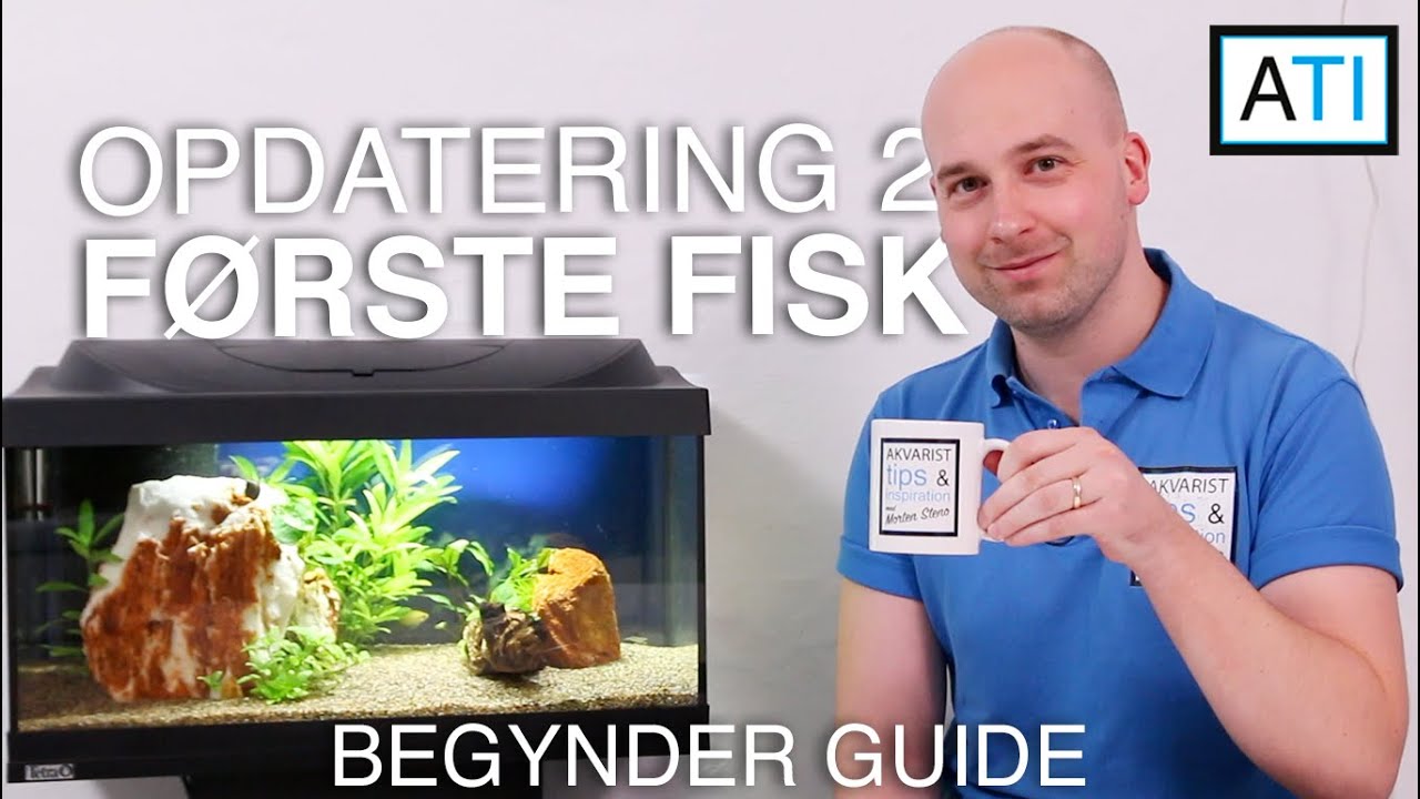 Opdatering 2 af 54 liters Tetra akvarie - Tilføje honning gurami - 4/7