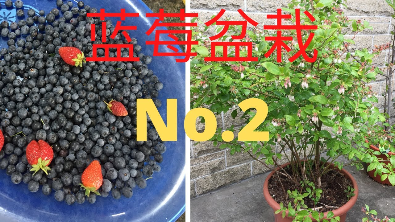 如何种蓝莓(No.2)/蓝莓放在露台上好看又好吃/养心又养颜/蜜蜂和孩子都围着转