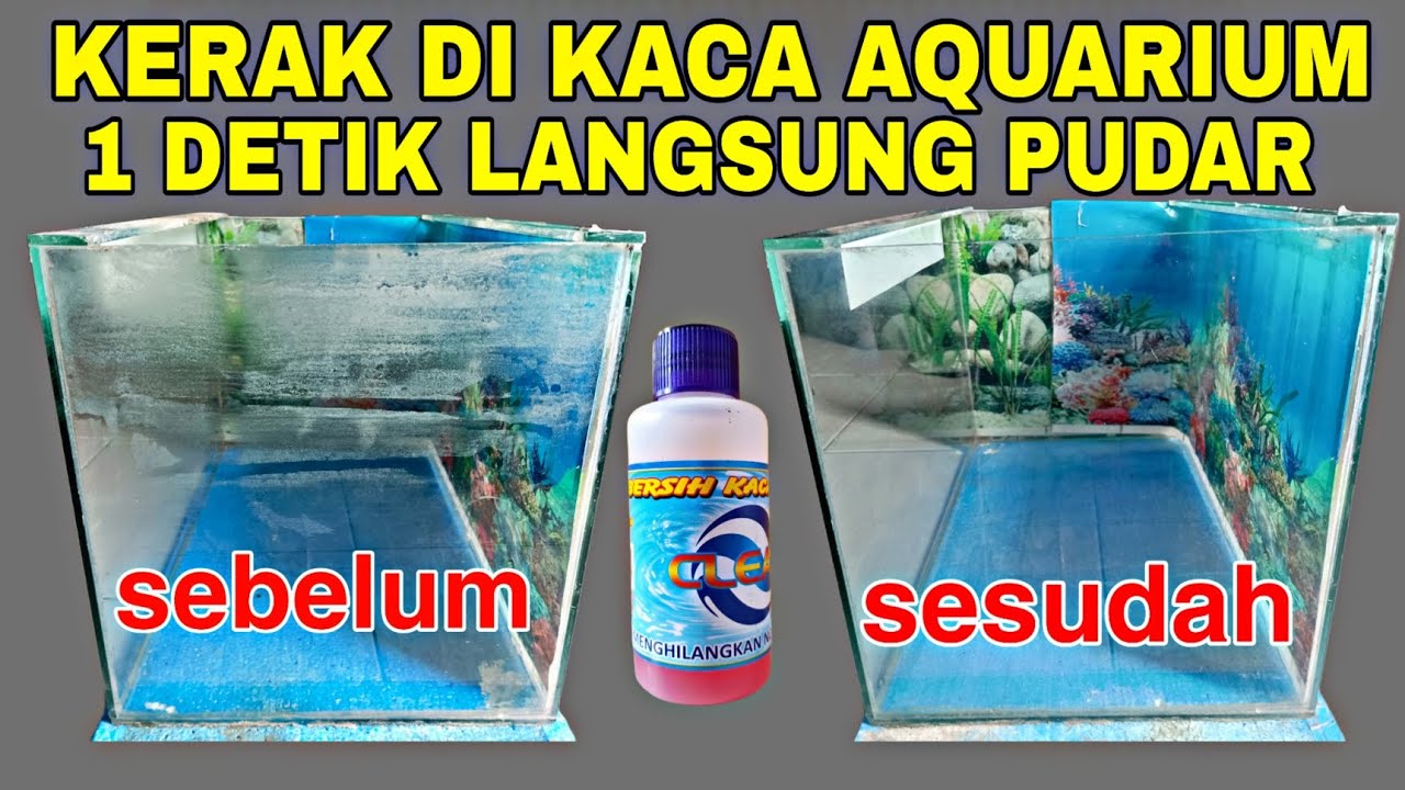 Cara Membersihkan Kerak di Kaca Aquarium , alat pembersih kerak di kaca akuarium