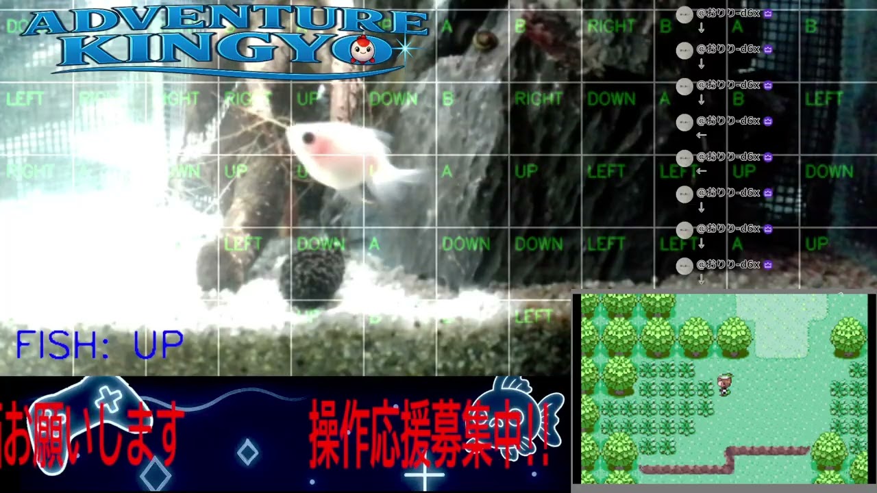 【ポケモンエメラルド】金魚がゲームをプレイ!? 🐟 視聴者コメントで動く参加型ライブ配信 〜Adventure Kingyo〜 パート55 2026-01-27