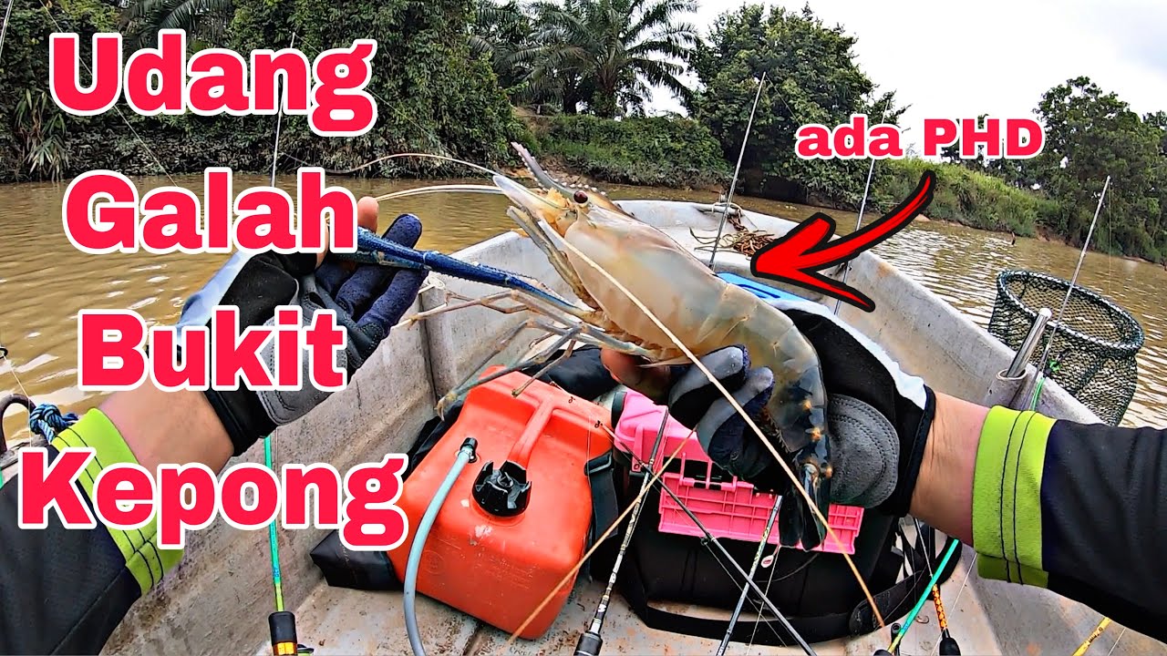 Mancing udang galah bukit kepong | Diasak bertubi-tubi | sungai muar johor malaysia
