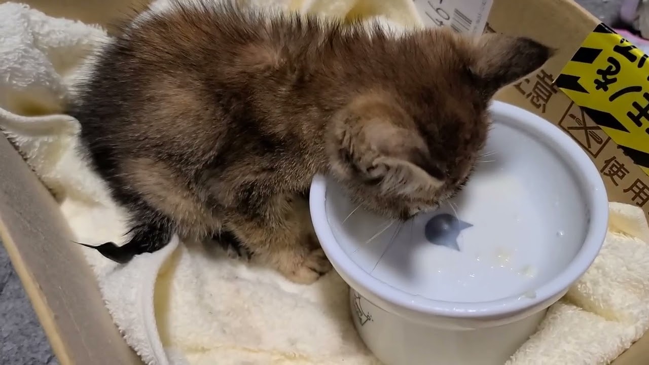 保護した仔猫を病院に連れて行きました。名前は『ビビ』。