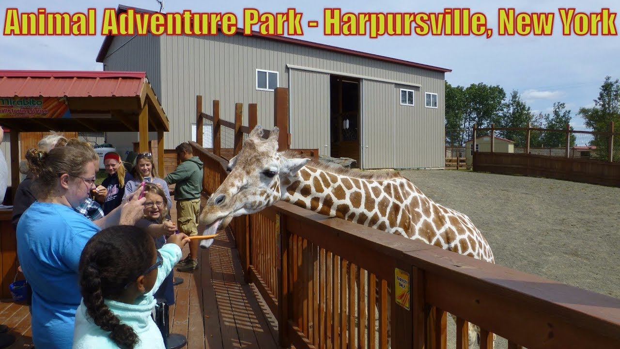 ANIMAL ADVENTURE PARK  FEATURING APRIL THE GIRAFFE-  Harpursville, New York