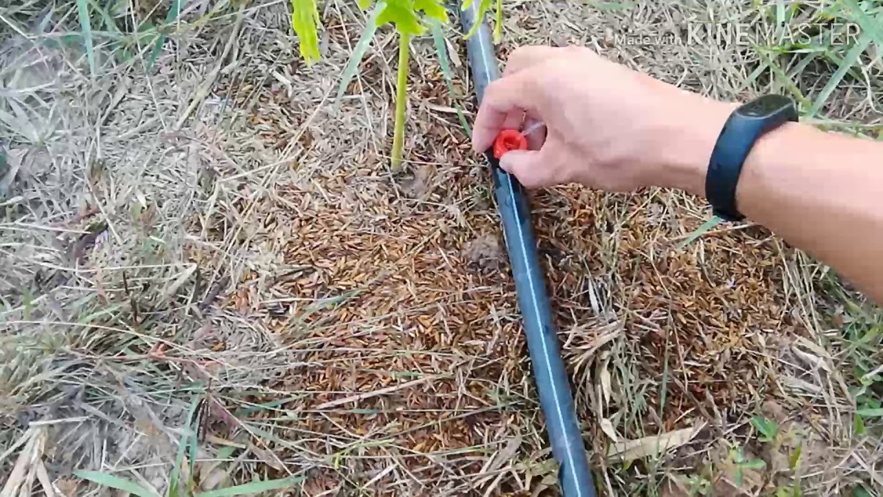 การต่อหัวน้ำหยดกับท่อ พีอี