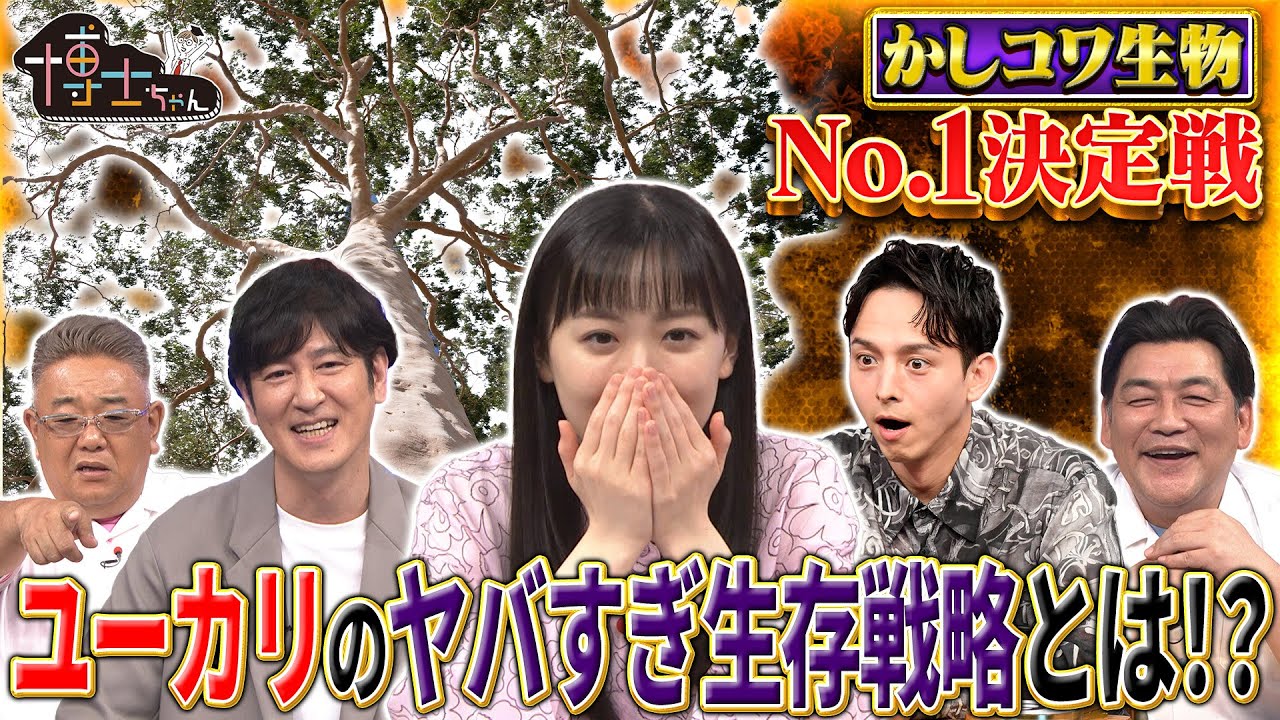 かしコワ生物No.1決定戦 ユーカリのヤバすぎ生存戦略とは!?｜#サンドウィッチマン＆芦田愛菜の博士ちゃん #TVer で最新話配信中！
