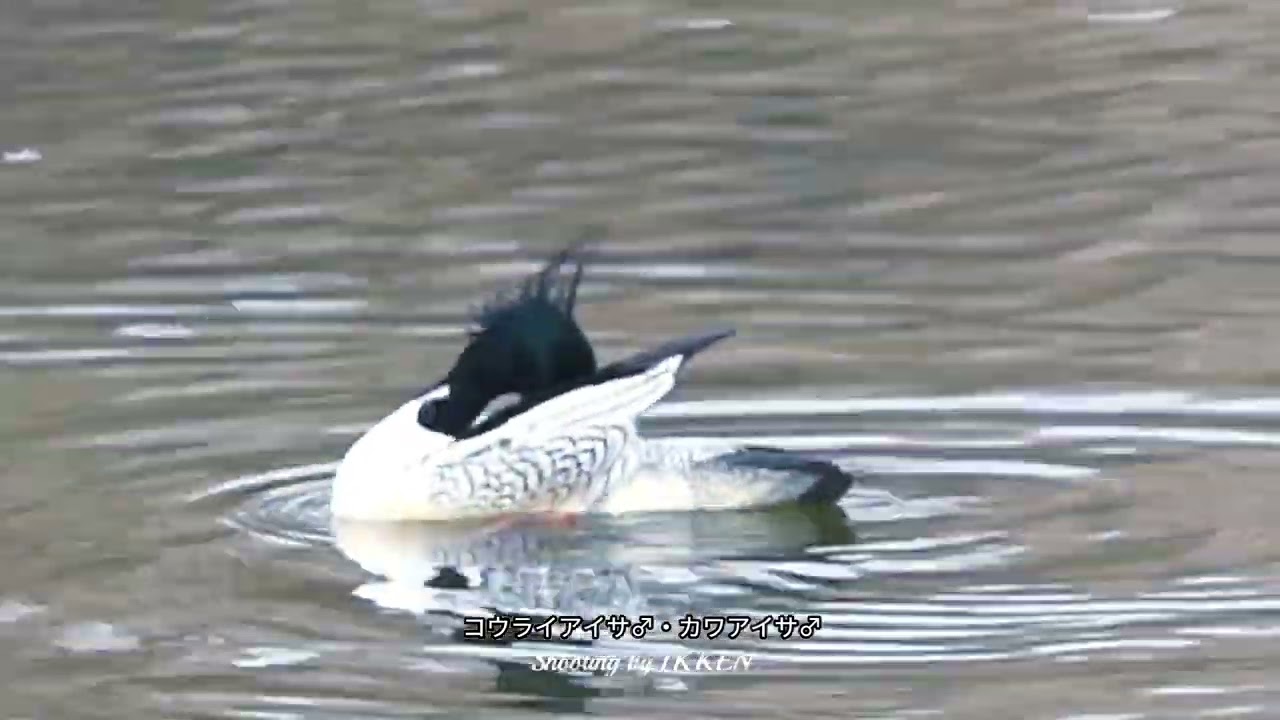 2026.02.06・コウライアイサの変速動画.59秒