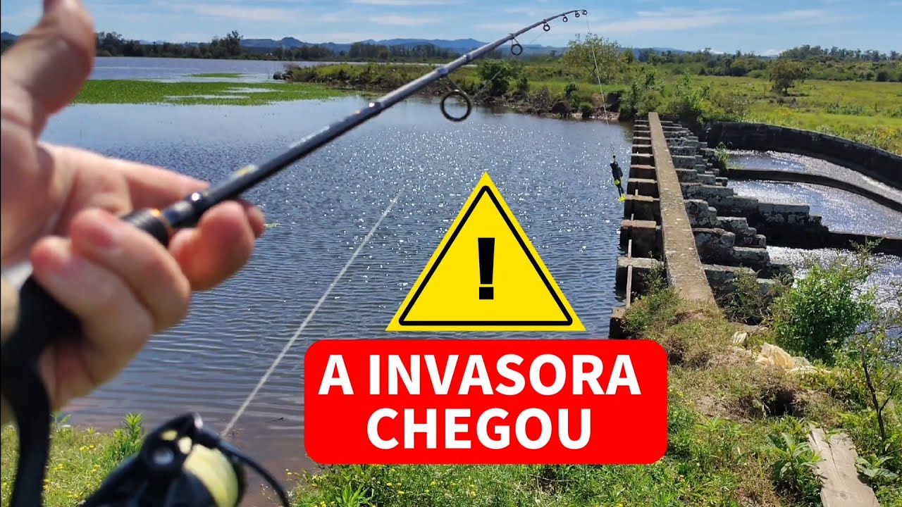 Pescaria de traíra em Santo Antônio da Patrulha O invasor vai tomar conta de tudo!