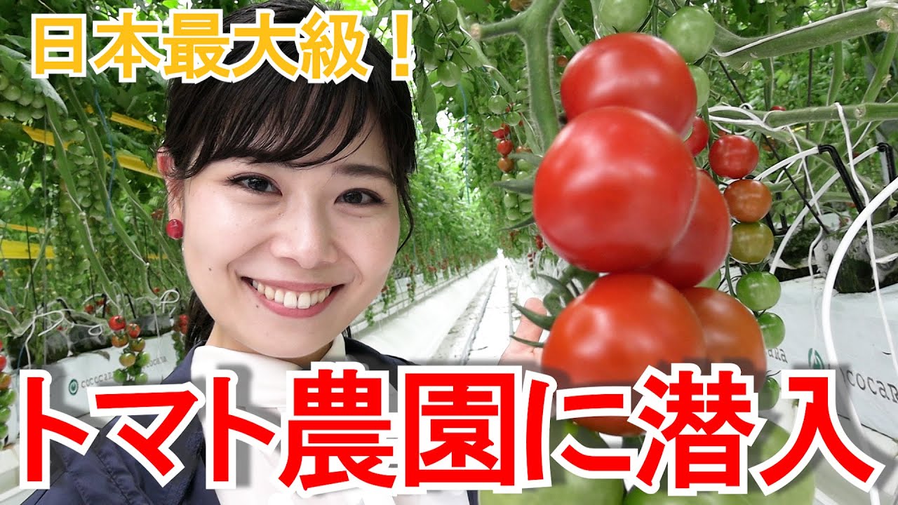 日本最大級のミニトマト農園　まるで宝石のようなトマトのお味は？（水谷花那子）
