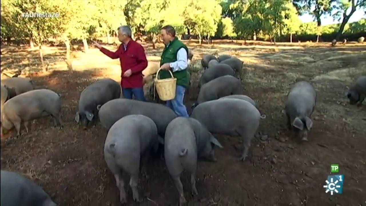 Andalucía Directo - Dehesa Cerdo ibérico