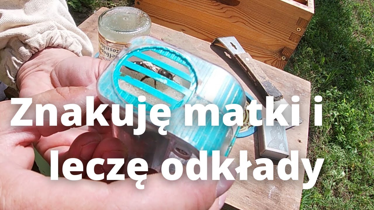 #23 Znakuję matki i leczę profilaktycznie odkłady