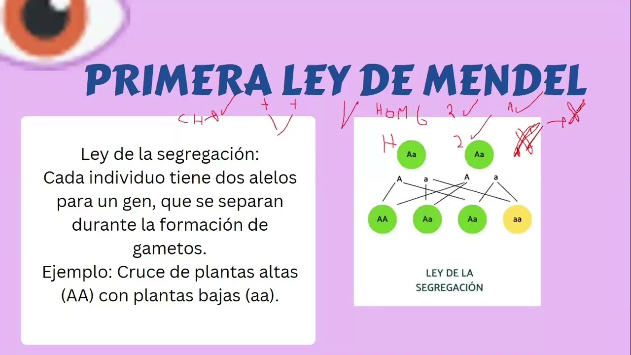 PATRONES DE LA HERENCIA BIOLOGICA TEMA 13 | PREUSFX ÁREA DE SALUD.