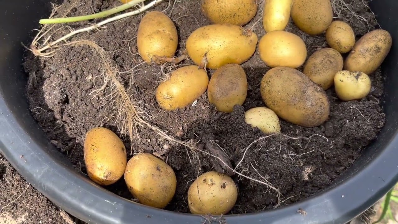 Why bother growing a late crop of potatoes | sometimes called Christmas potatoes
