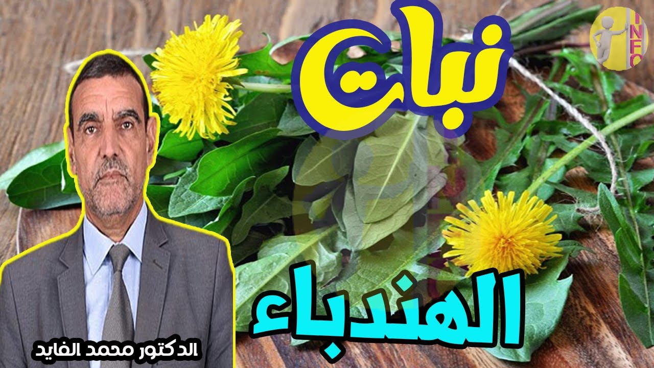 كنز يجهله الكثيرون إذا رأيت نبات الهندباء بأي مكان احضره الى منزلك فورا معجزة طبية مع الدكتور الفايد