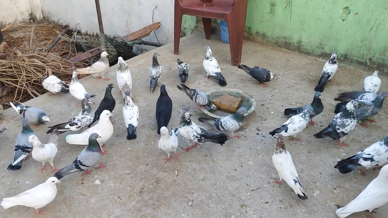 Onley shock 😲 pigeon lover 💞
