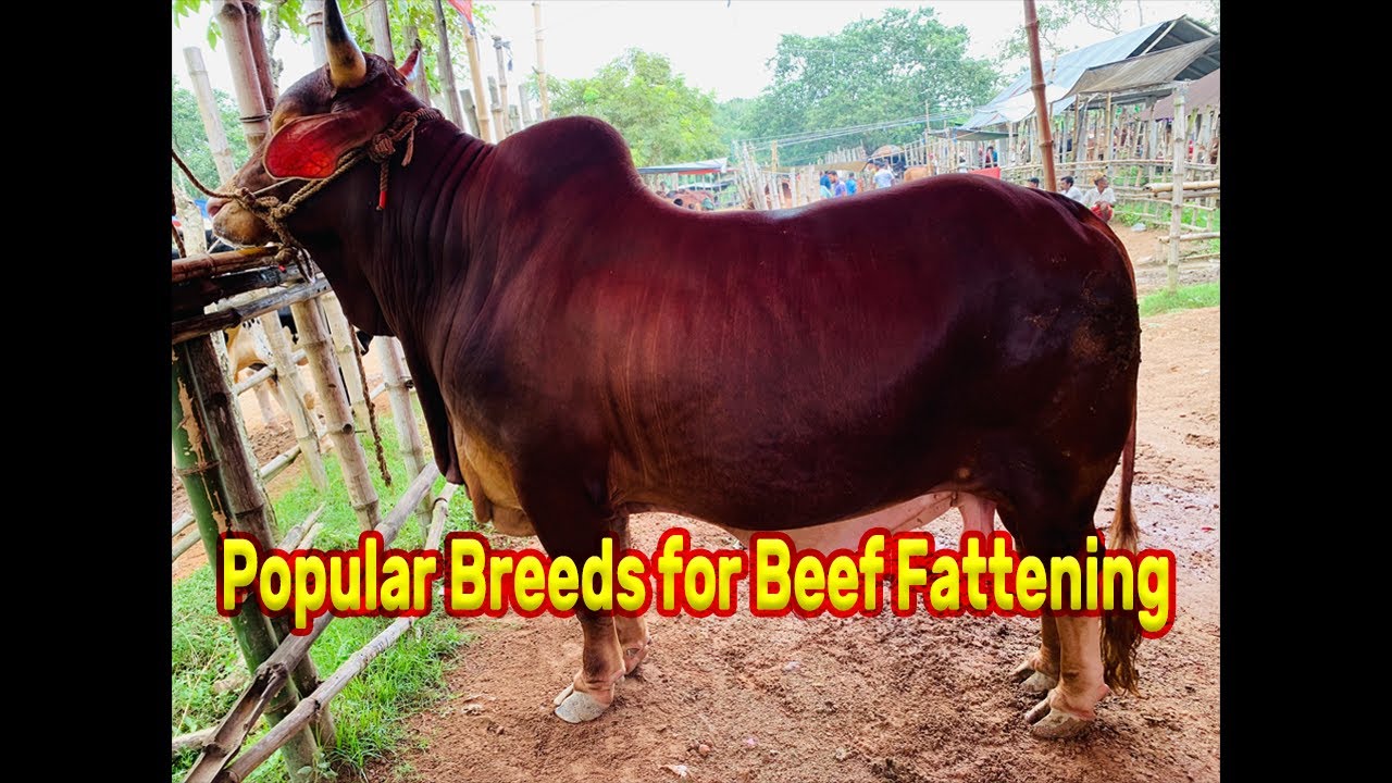 Popular Breeds for Beef Fattening | Beef Fattening in Bangladesh | Presented by Khamar Bari Agro