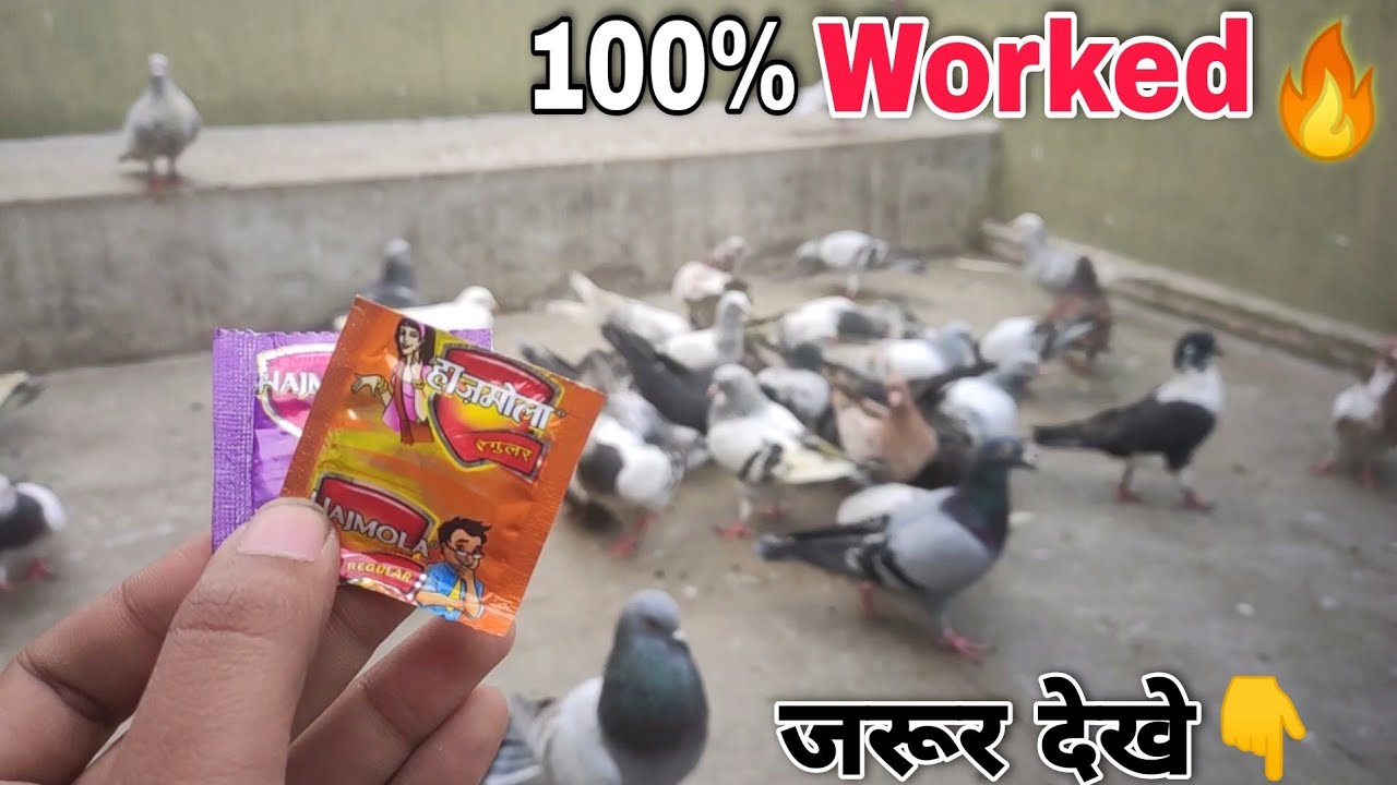 Kabootar Ke Pot Jaam ka ilaj 100% Worked | कबूतर का पोटा जाम हो जाए तो क्या करें ?