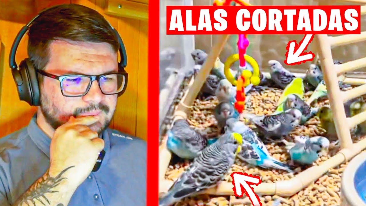 YOUTUBERS COMPRAN PERIQUITOS CON LAS ALAS CORTADAS