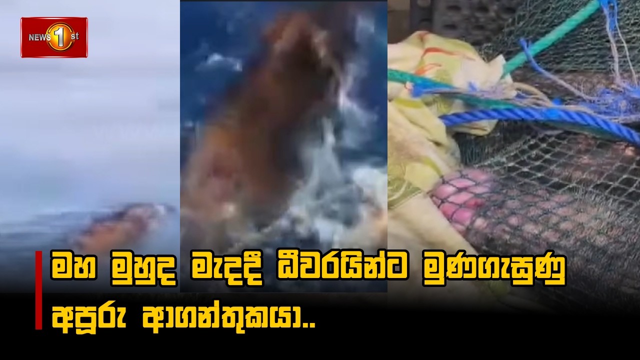 මහ මුහුද මැදදී ධීවරයින්ට මුණගැසුණු අපූරු ආගන්තුකයා..