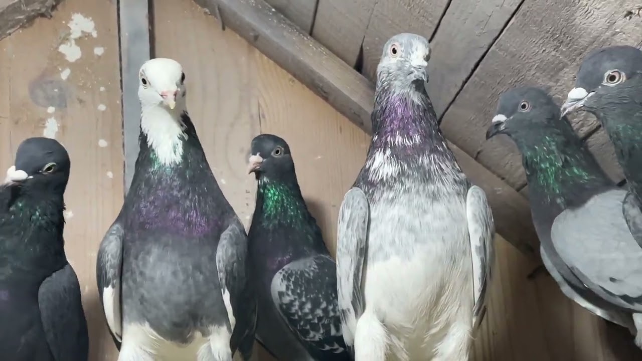 Tipplers Pigeons Shannon Bwoden Mahutian Werf Gordon Hugh’s 2021 video 4K